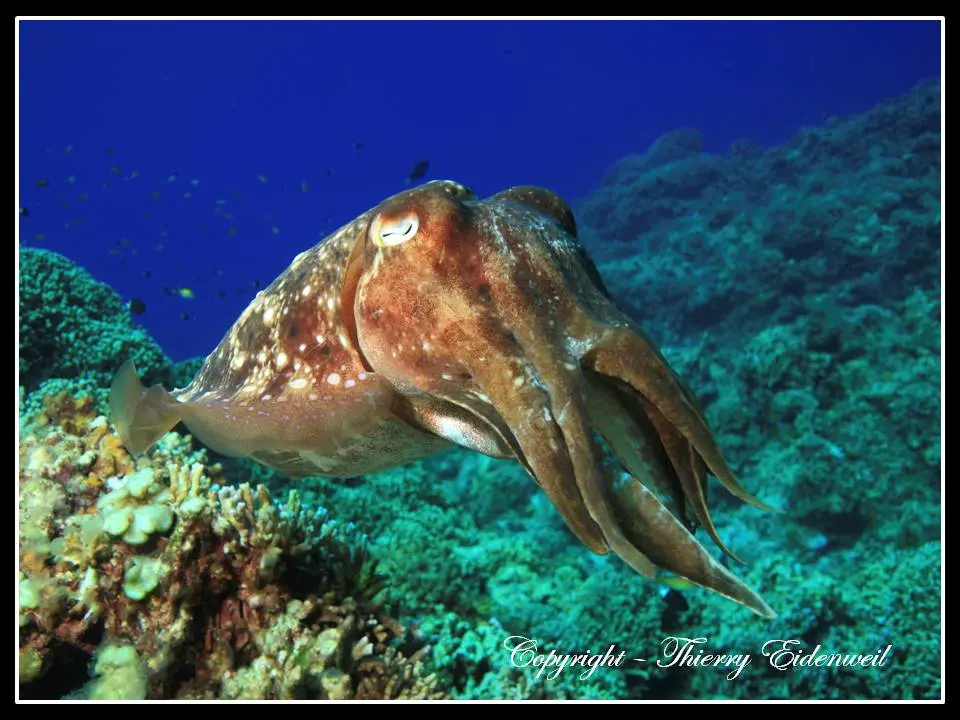 Anilao Macro Dive Media Highlight